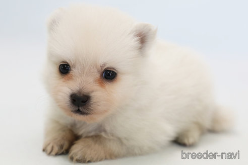 成約済の神奈川県のポメラニアン-294893の3枚目